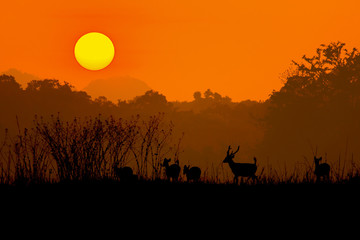Fototapeta na wymiar Silhouette of a red deer stag in the mist