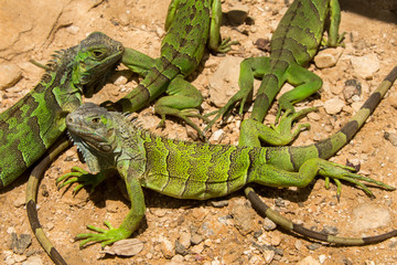 Iguanas in Honduras
