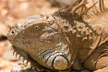 Iguanas in Honduras