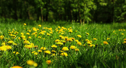yellow flowers on the grass