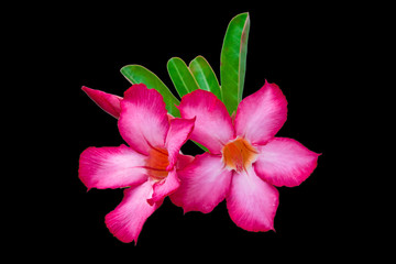 Closeup of Pink Desert Rose or Impala Lily tropical flower on bl