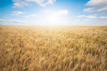 Wheat Farm with Great Sky - obrazy, fototapety, plakaty