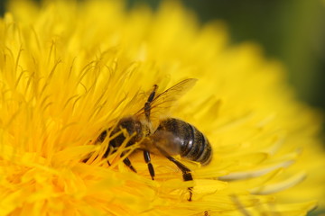 Biene in der Blüte