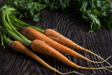 Freshly grown carrots