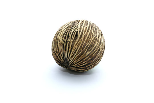 Suicide tree seed, Pong pong seed or Othalanga,Cerbera oddloam's seed on white background