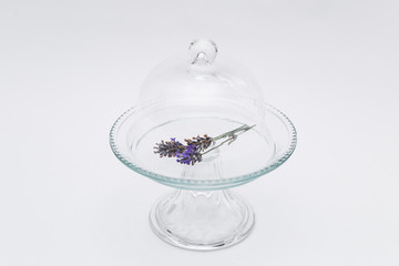 Lavender in transparent glass tray with cap on white background