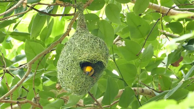 Asian Golden Weaver (Ploceus hypoxanthus) building nest, use fresh leaves of grass woven mesh between branch, on tree.