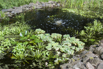 Pond with water and floating plants.