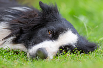 Border collie resting on grass