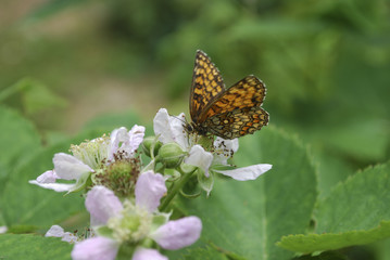Provençal Fritillary (Melitaea deione) on the blackberry flower. Summer.