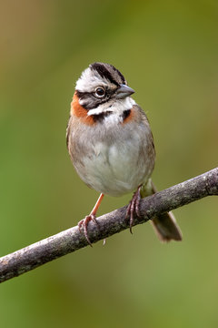 rufous-collared sparrow (zonotrichia capensis)