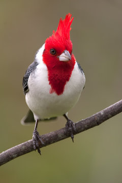 Cardenal rojo (Paroaria coronata)