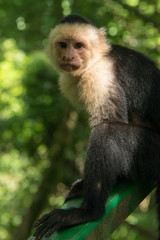Cute Capuchin Monkey