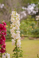 Fototapeta premium Snap dragon flower blooming in garden