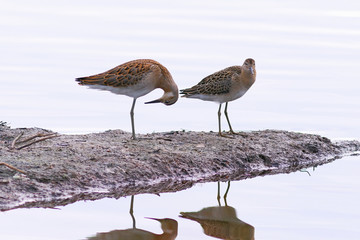 Philomachus pugnax. Birds in the wild nature at evening light