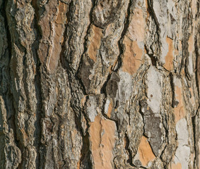 Bark tree trunk pattern detail texture brown wood