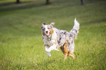 Australian Shepherd