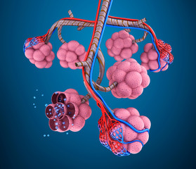 Alveoli : natomy of human respiratory system - blood saturating by oxygen