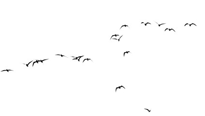 silhouette of a flock of birds on a white background