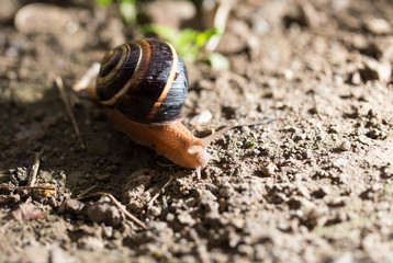 snail on the ground in nature