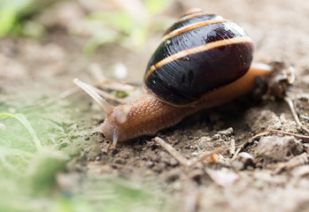 snail on the ground in nature