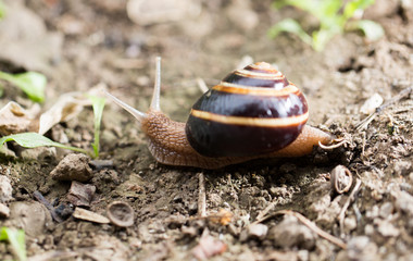 snail on the ground in nature
