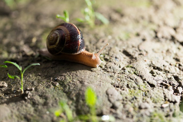 snail on the ground in nature