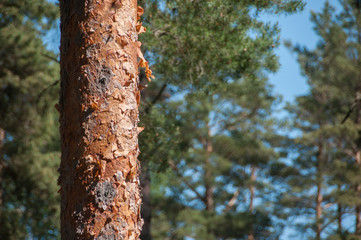 Pine trunk in the forest