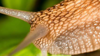 detail of a snail in nature. super macro