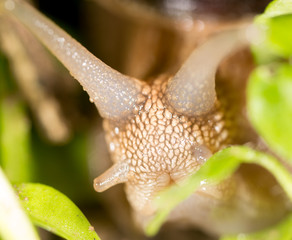 detail of a snail in nature. super macro