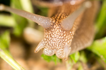 detail of a snail in nature. super macro