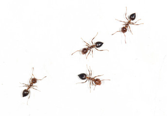 ants on a white wall