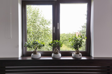 Window decor with plants idea