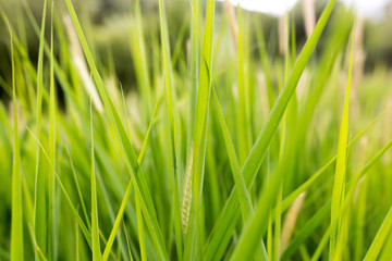 green grass in nature as a background