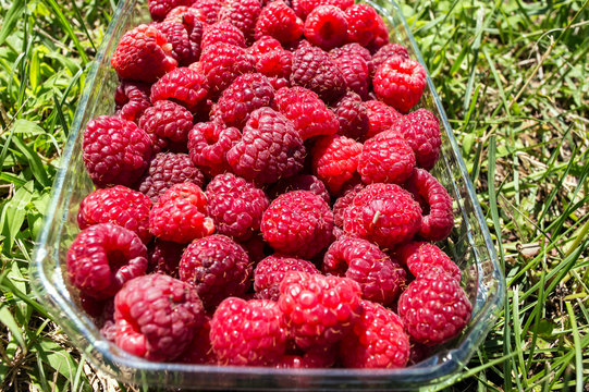 Close-up Raspberry Fruit in a Basket on the Lawn