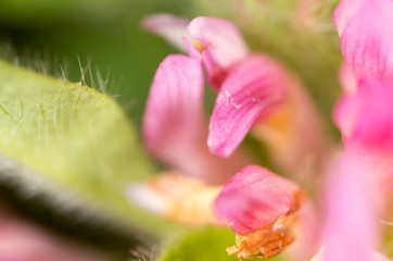 Red clover flower in nature