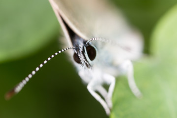 butterfly in nature. macro