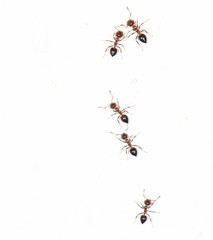 ants on a white wall