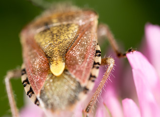 bug skunk in nature. macro