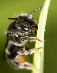 black bee on nature. macro