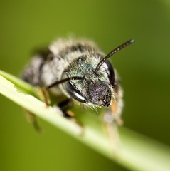 Fototapeta premium black bee on nature. macro