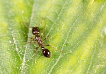 ant on a green leaf. macro