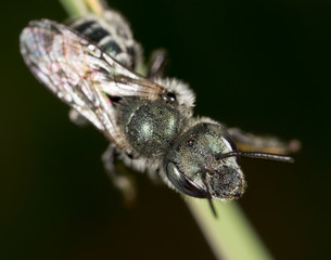 black bee on nature. macro