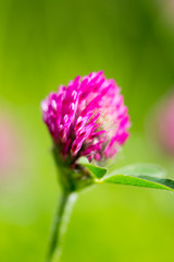 Red clover flower in nature