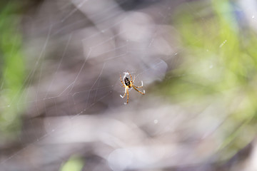 Spider in nature. macro