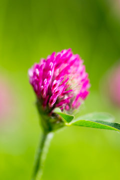 Red Clover Flower In Nature