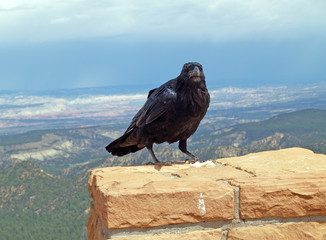 Closeup of a Raven at Ponderosa Point in Bryce Canyon National Park near Tropic, Utah, U.S.A. 