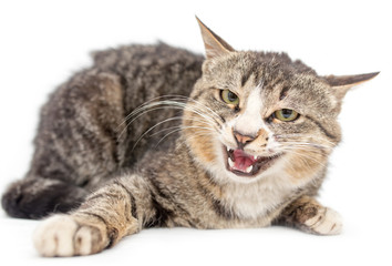 Cat portrait on a white background