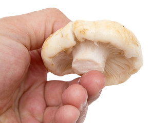 edible mushroom in hand on a white background