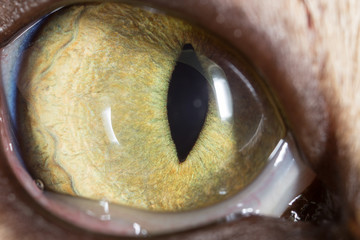 Obraz premium yellow cat eyes. super macro